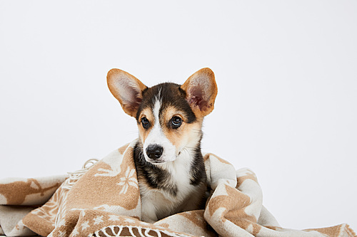 cute welsh corgi puppy in blanket  isolated on white