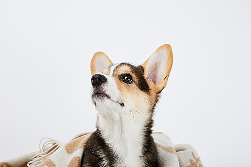 cute welsh corgi puppy in blanket looking away isolated on white