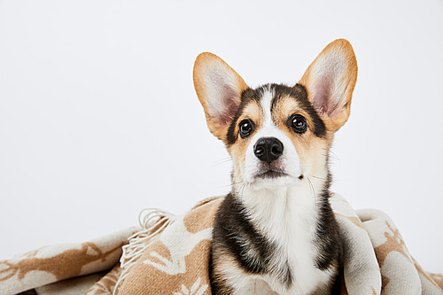 cute welsh corgi puppy in blanket isolated on white