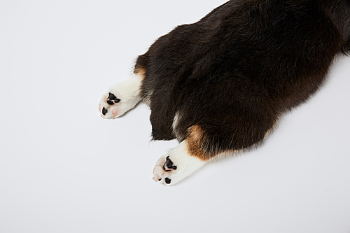 cropped view of welsh corgi puppy paws and tail isolated on white