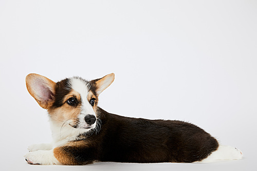 fluffy cute welsh corgi puppy lying on white background