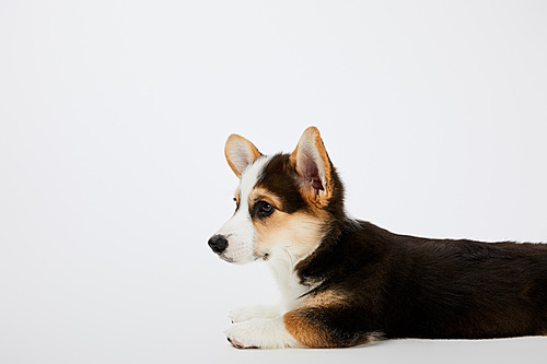 cute welsh corgi puppy lying and looking away on white background