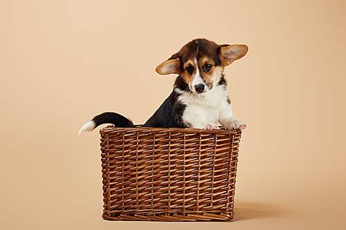 cute welsh corgi puppy in wicker basket on beige background