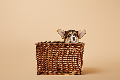 adorable welsh corgi puppy in wicker basket on beige background