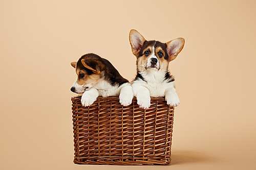 cute fluffy welsh corgi puppies in wicker basket on beige background