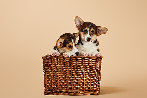 fluffy welsh corgi puppies in wicker basket on beige background