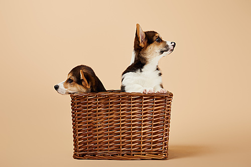 cute welsh corgi puppies in wicker basket looking away on beige background