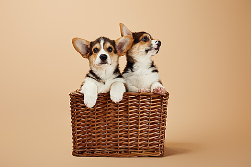 cute corgi puppies in wicker basket on beige background