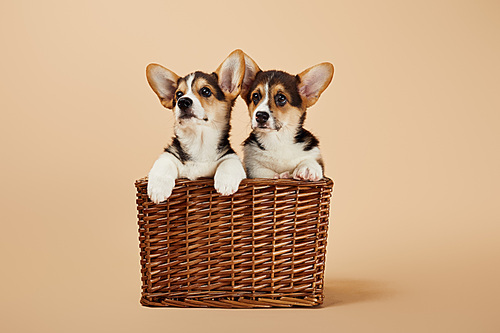 cute fluffy corgi puppies in wicker basket on beige background
