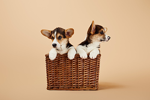 welsh corgi puppies in wicker basket on beige background