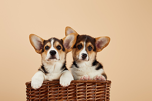 cute welsh corgi puppies in wicker basket  isolated on beige