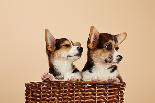 cute welsh corgi puppies in wicker basket looking away isolated on beige