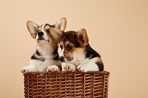 cute welsh corgi puppies in wicker basket isolated on beige