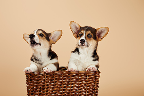 fluffy welsh corgi puppies in wicker basket isolated on beige