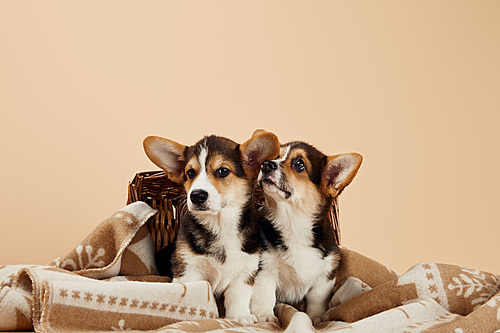 cute welsh corgi puppies on blanket near wicker basket isolated on beige