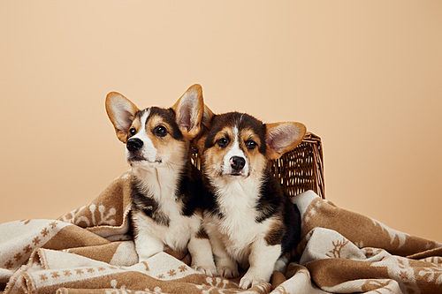 cute corgi puppies on blanket near wicker basket isolated on beige