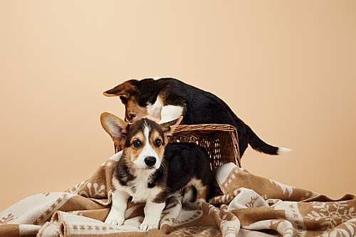 adorable welsh corgi puppies on blanket and wicker basket isolated on beige