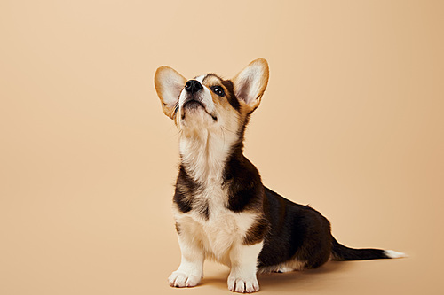 cute welsh corgi puppy looking up on beige background
