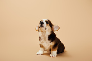 adorable welsh corgi puppy on beige background