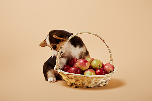 cute welsh corgi puppy near wicker basket with delicious apples on beige background