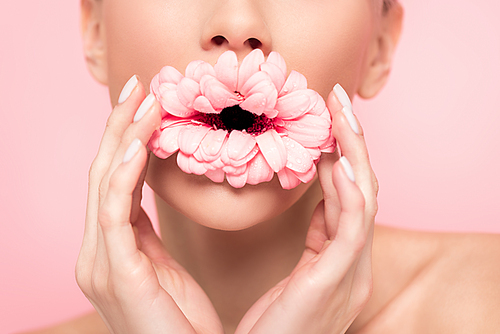 cropped view of girl holding pink flower in mouth, isolated on pink