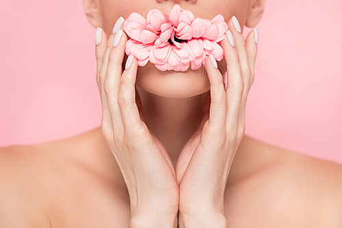 cropped view of naked girl holding pink flower in mouth, isolated on pink