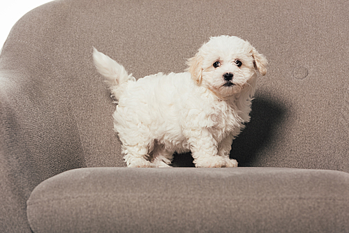 cute and white Havanese puppy standing on armchair