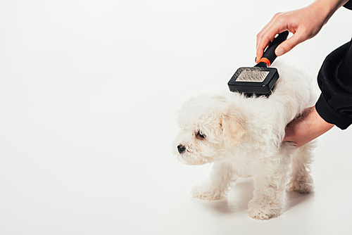 cropped view of woman brushing hair of Havanese puppy on white background