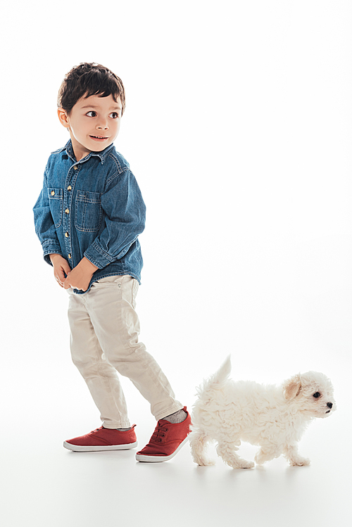 smiling boy and cute Havanese puppy on white background