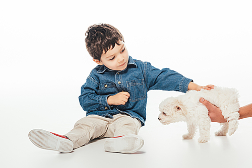 cropped view of woman holding Havanese puppy and boy stroking on white background