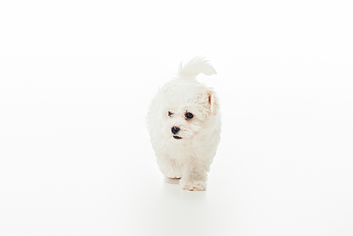 cute and white Havanese puppy on white background with copy space