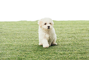 cute Havanese puppy on green grass isolated on white