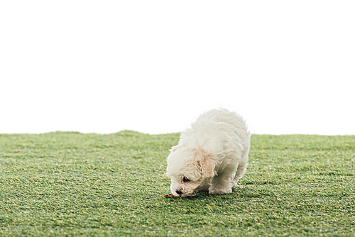 cute Havanese puppy smelling grass isolated on white