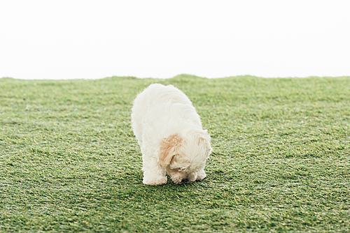 cute Havanese puppy smelling grass isolated on white