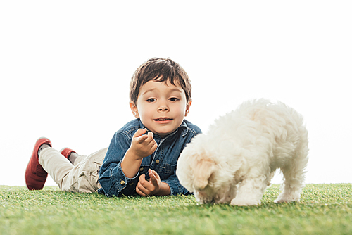 smiling boy pointing white finger and Havanese puppy smelling grass isolated on white