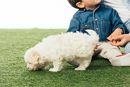 cropped view of mother and son holding hands and Havanese puppy smelling grass isolated on white