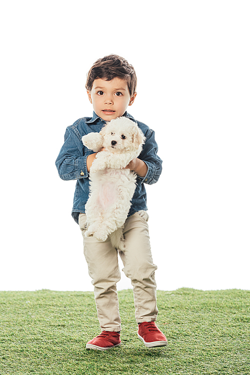 cute boy holding Havanese puppy and  isolated on white
