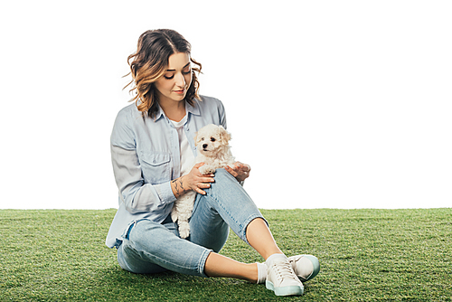 woman sitting on grass and looking at Havanese puppy isolated on white
