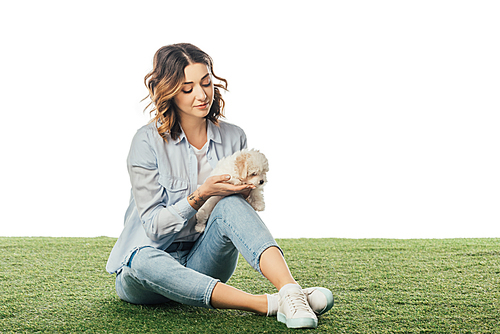 woman sitting on grass and looking at Havanese puppy isolated on white