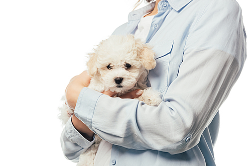 cropped view of woman holding Havanese puppy isolated on white