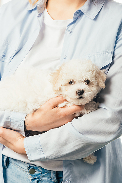 cropped view of woman in shirt holding cute Havanese puppy
