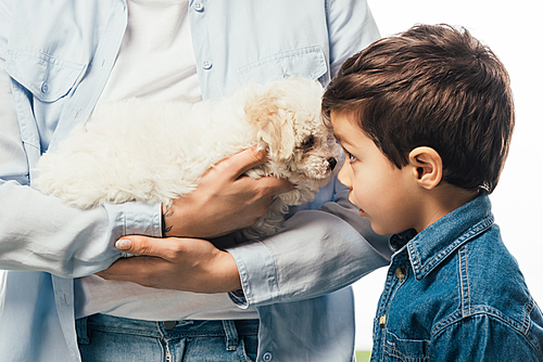 cropped view of woman holding cute Havanese puppy and son looking at it isolated on white