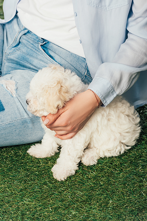 cropped view of woman with Havanese puppy sitting on grass