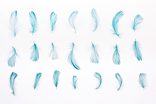 set of blue lightweight feathers isolated on white