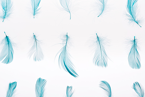 pattern with blue lightweight feathers isolated on white