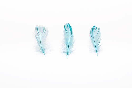 blue soft three feathers isolated on white
