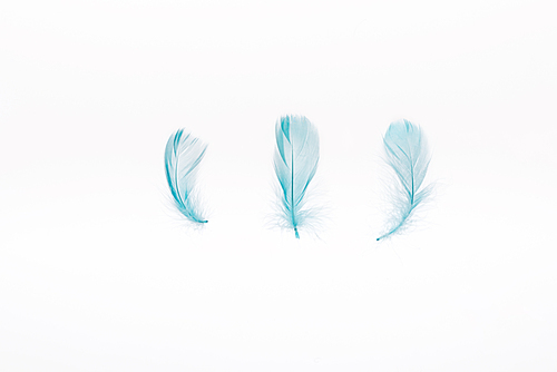 blue lightweight and soft three feathers isolated on white