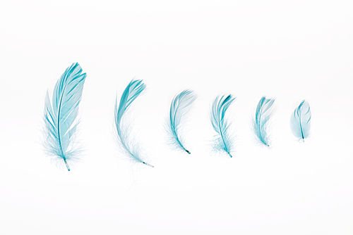 blue soft and lightweight feathers isolated on white