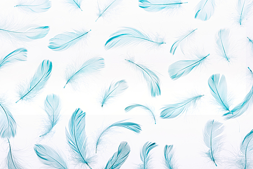 pattern of blue colorful and soft feathers isolated on white