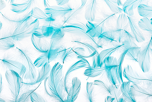 pattern of blue soft feathers isolated on white